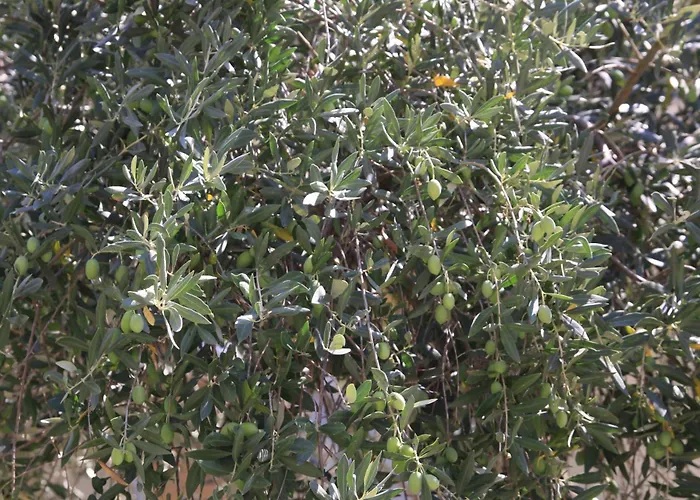 Irini Patira Lägenhet *